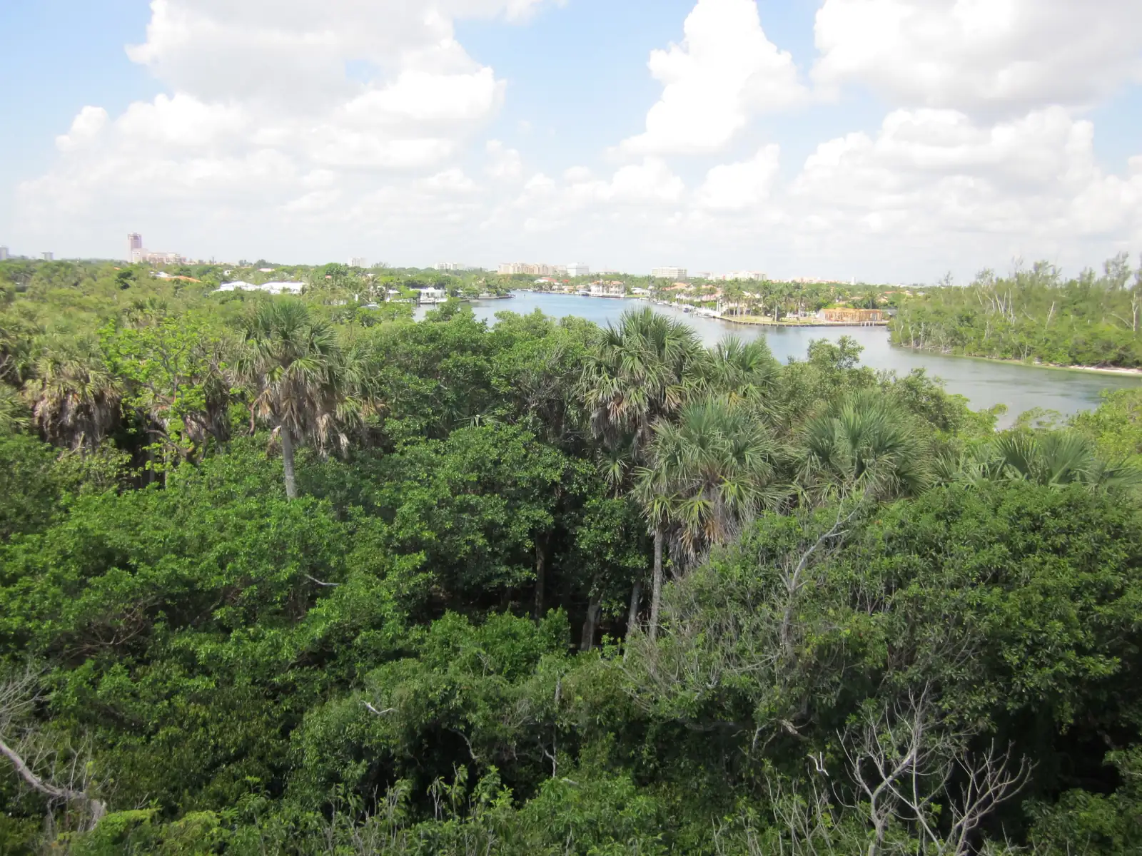 Dense green coastal hammock canopy with sabal palms in the foreground, the Intracoastal Waterway curving away at upper right with docks and waterfront homes, and the distant downtown skyline faint on the horizon under white clouds.